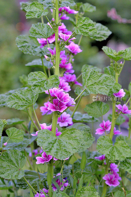 通常是Mallow / Malva Mauritiana / Malva Sylvestris